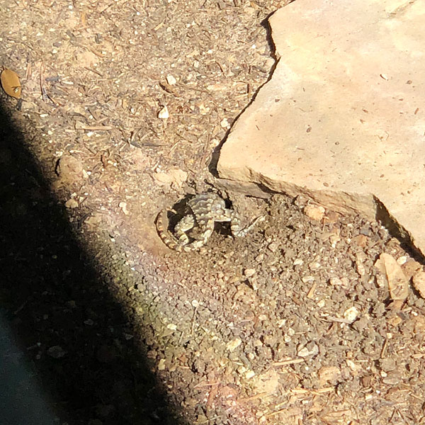Photo - Texas spiny lizard digging a nest