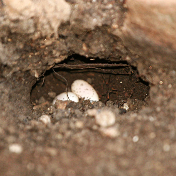 Photo - Texas spiny lizard eggs