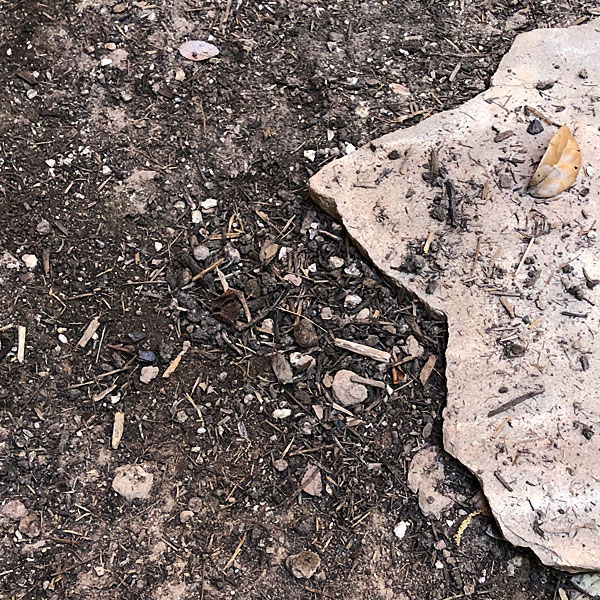 Photo - Texas spiny lizard's hidden nest