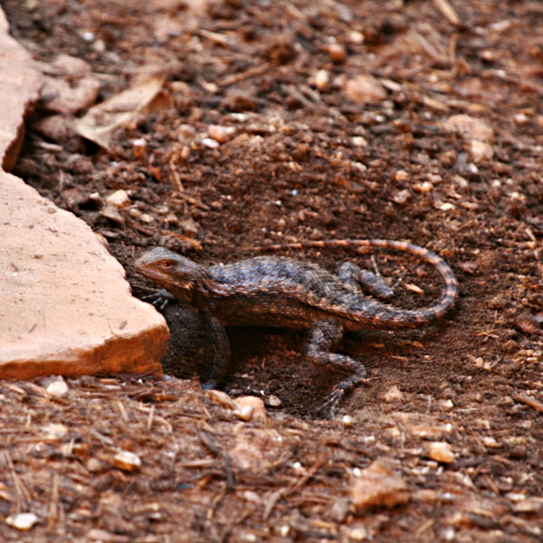 Photo - Texas spiny lizard hiding the nest