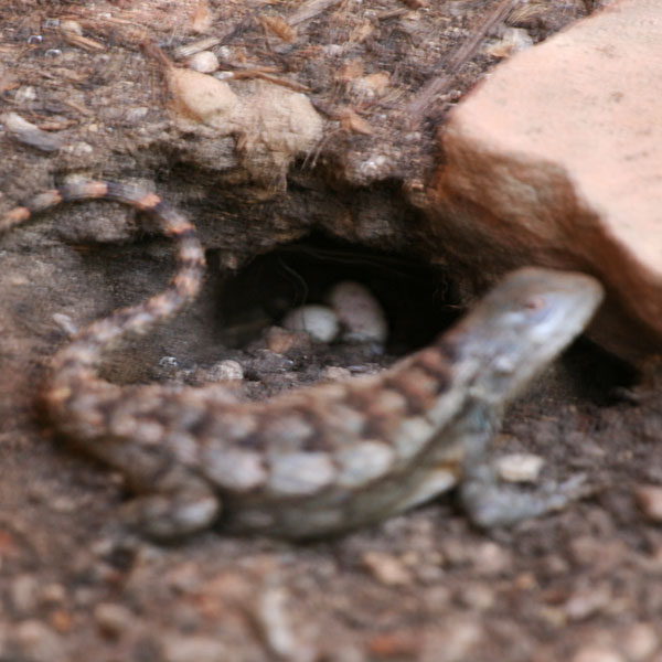 Photo - Texas spiny lizard laying eggs