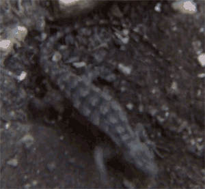 Animated GIF of lizard covering up nest