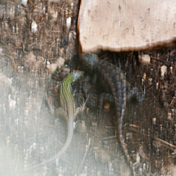 Photo - Texas spiny lizard encounters a six-lined racerunner