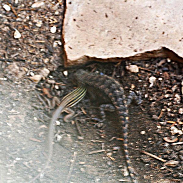 Photo - Texas spiny lizard encounters a six-lined racerunner