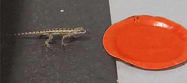 Animated GIF: Texas spiny lizard drinking water