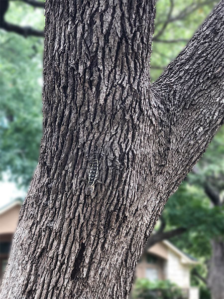 Texas spiny lizard well-camouflaged on a tree