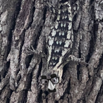 Texas spiny lizard wearing false mustache and glasses