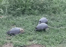 Animated GIF of mud turtle lunging towards two curious young armadillos
