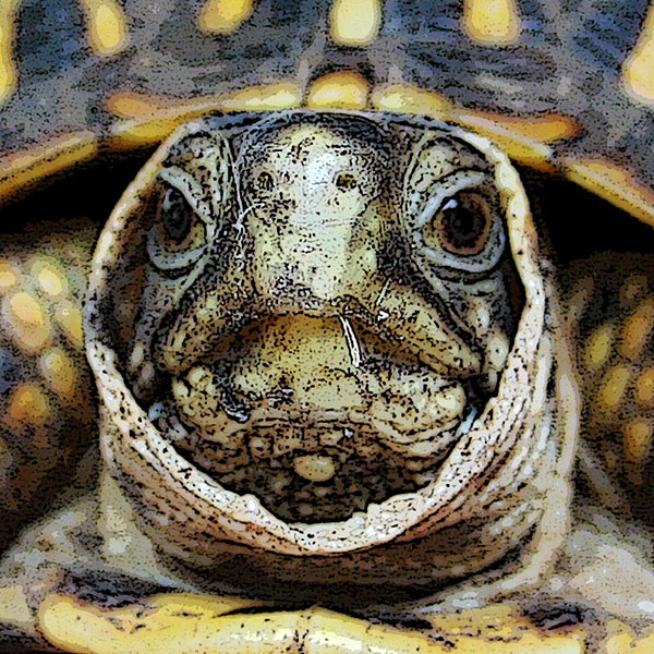 Photo - Portrait of a turtle