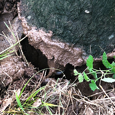 Photo - Turtle laying egg