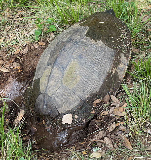 Photo - Turtle in nesting position