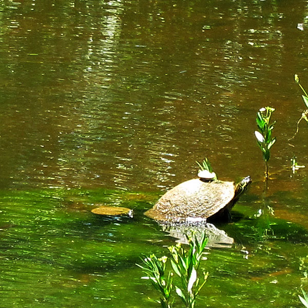 Photo - Tiny turtle on top of big turtle