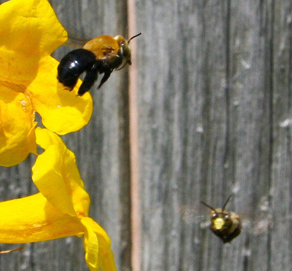 Photo of two bees near yellow flower