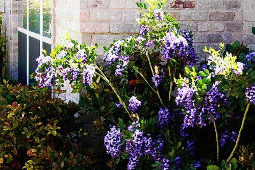 Texas Mountain Laurel
