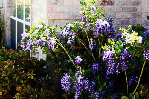 Texas Mountain Laurel