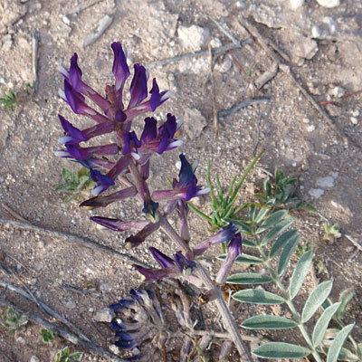 Photo of a wildflower