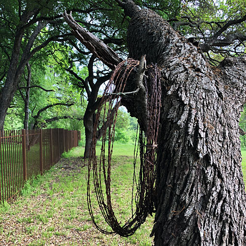 Photo - Coil of barbed wire on a tree