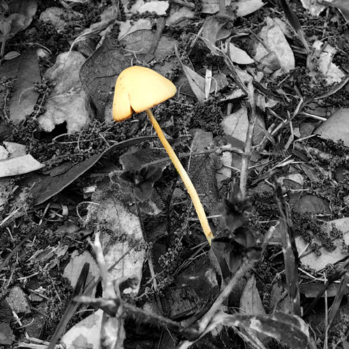Photo - Mushroom
