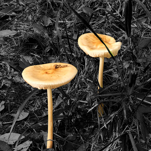 Photo - Mushroom