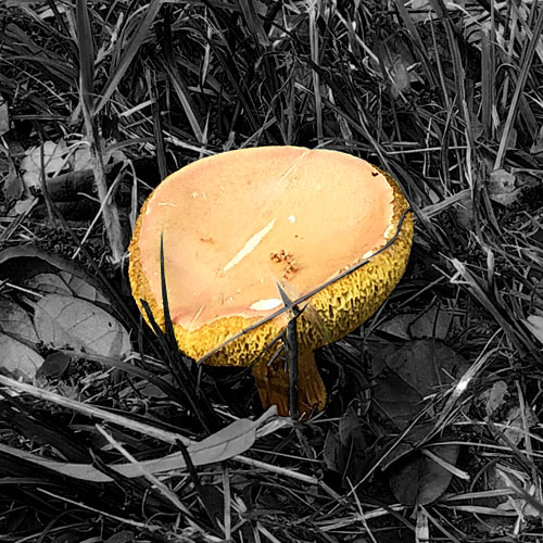 Photo - Mushroom