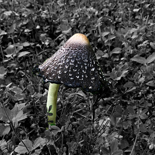 Photo - Mushroom