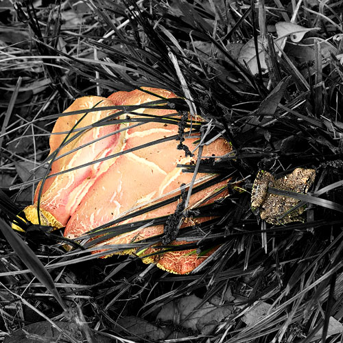 Photo - Mushroom and tiny frog