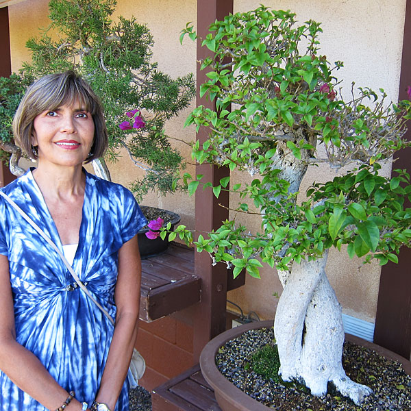 Photo: Huge bougainvillea