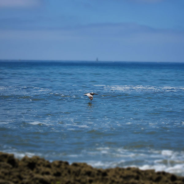 Photo: Pelican