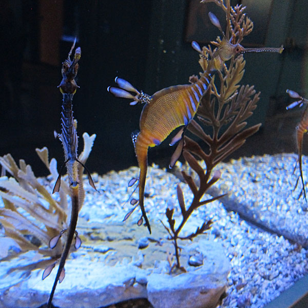Photo: Sea dragons at the aquarium