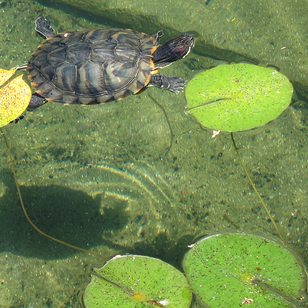 Photo: Turtle