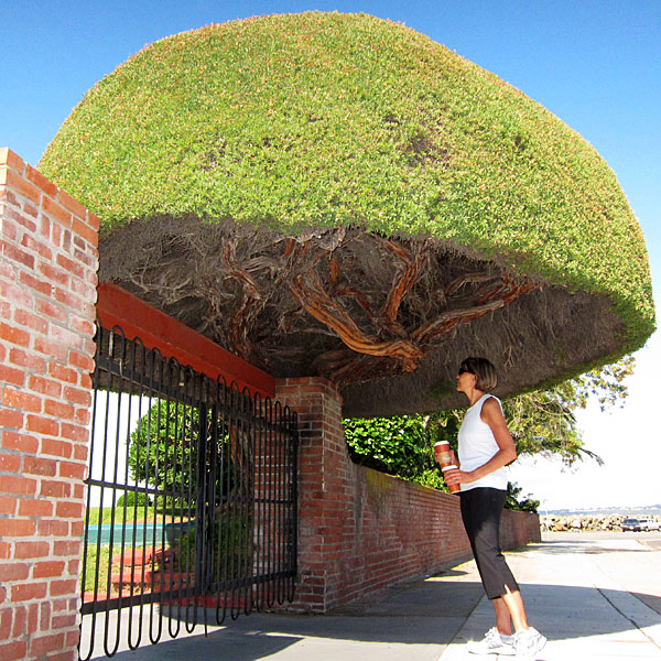 Photo: Huge yaupon shrub