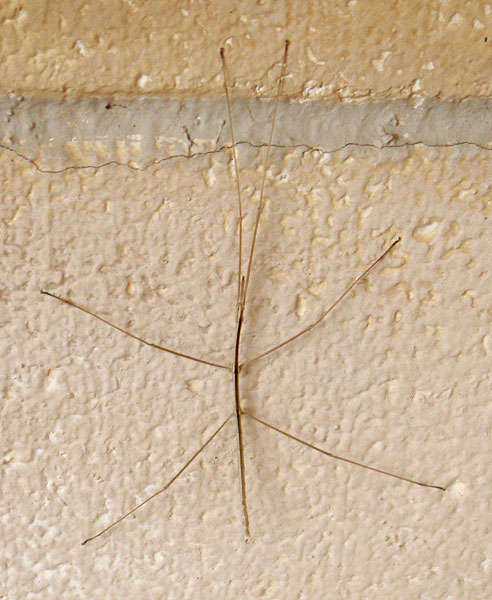 Photo of a Walking Stick (insect)