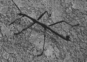 Animated gif of a walking stick
