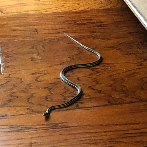 Photo - Western ribbonsnake on our living room floor