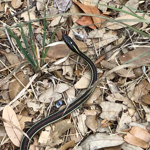 Photo - Western ribbon snake on the ground