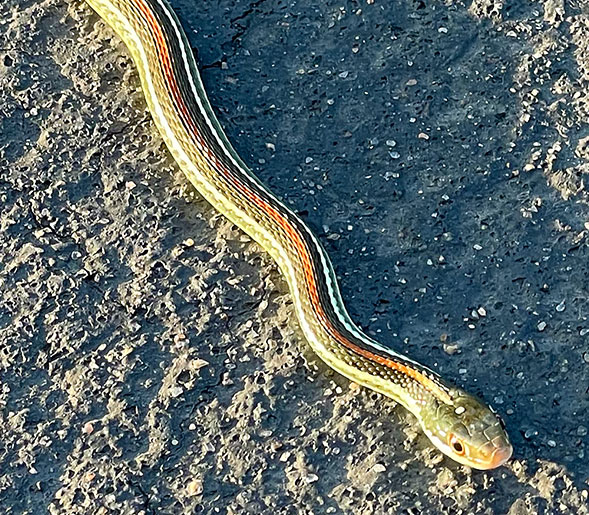 Photo: Western ribbonsnake in the middle of a street
