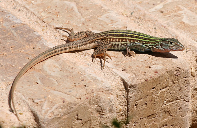 Photo of whiptail lizard