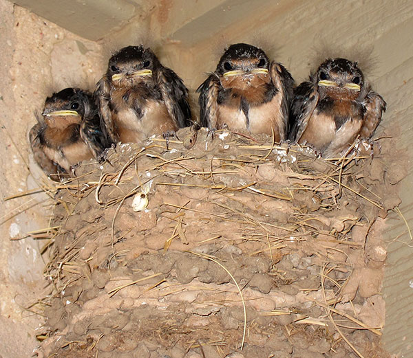 Photo - Nest full of young barn swallows looking very judgmental