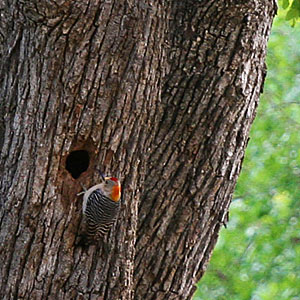 Woodpecker