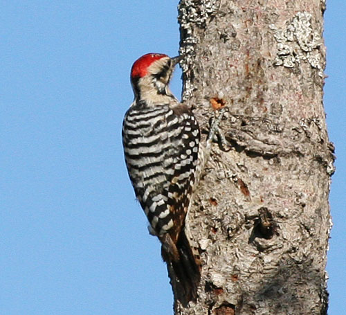 Photo of a ladder-backed woodpecker