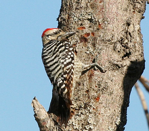 Photo of a ladder-backed woodpecker