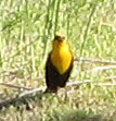 Photo of a yellow headed