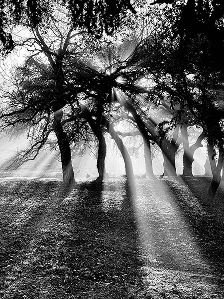 Monochrome photo of turkeys and sunlit fog