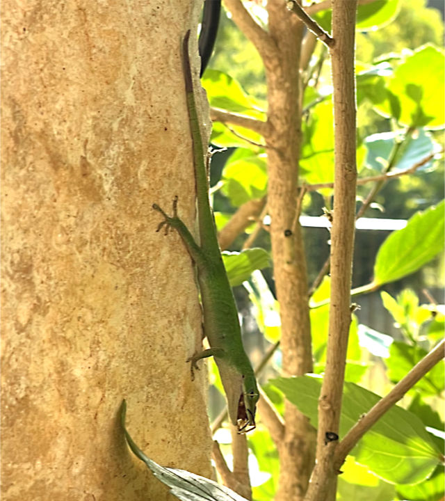 Photo: Green anole with a spider in its mouth