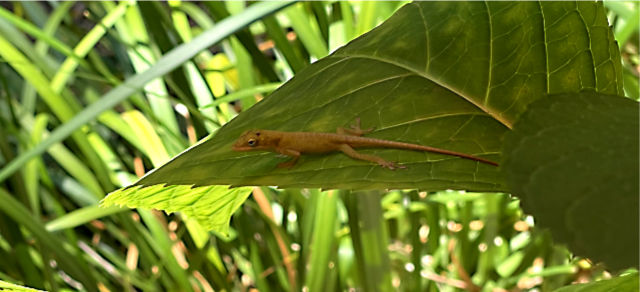 Photo: an anole resting on a hibiscus leaf