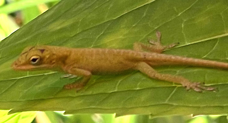 Photo: Close-up of anole on a hibiscus leaf