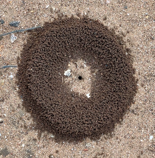 Photo: Ant bed formed in an almost perfect circle