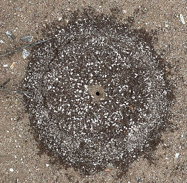 Photo: Tiny ant bed formed in an almost perfect circle