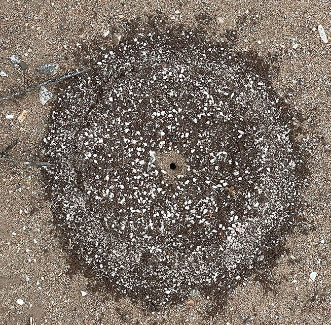Photo: Tiny ant bed formed in an almost perfect circle