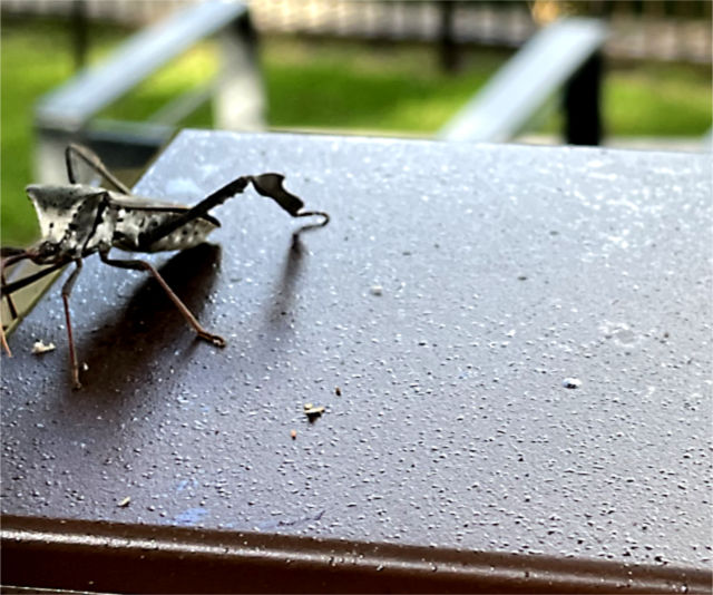 Photo: Drops of aphid honeydew on a post